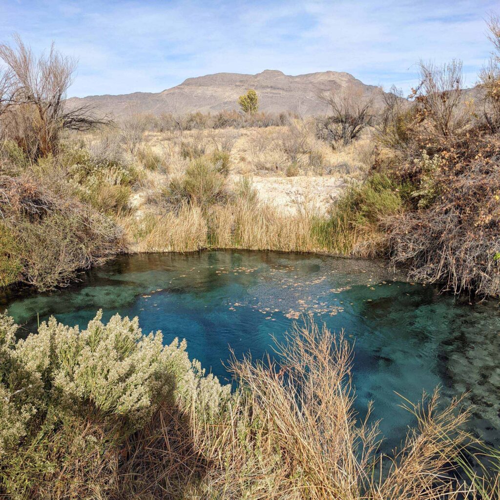 Crystal Spring in Ash Meadow.  Photo by By Elwood P. Dowd -CC BY-SA 4.0