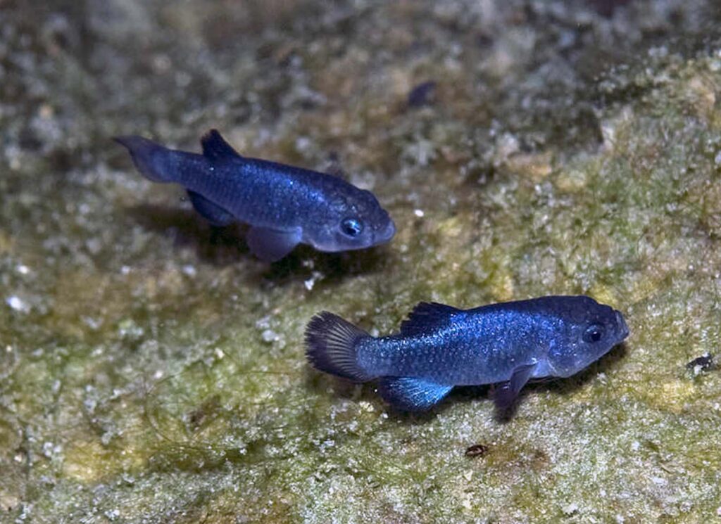 Devils Hole pupfish, Cyprinodon diabolis, from Death Valley National Park. By Olin Feuerbacher / USFWS