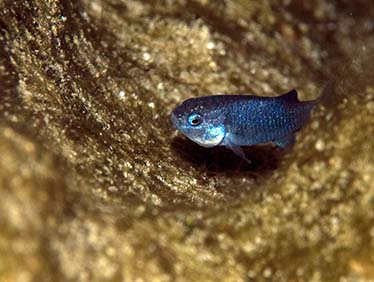 Devil's hole pupfish. Photo by Devils Hole pupfish USFWS/O. Feuebacher.