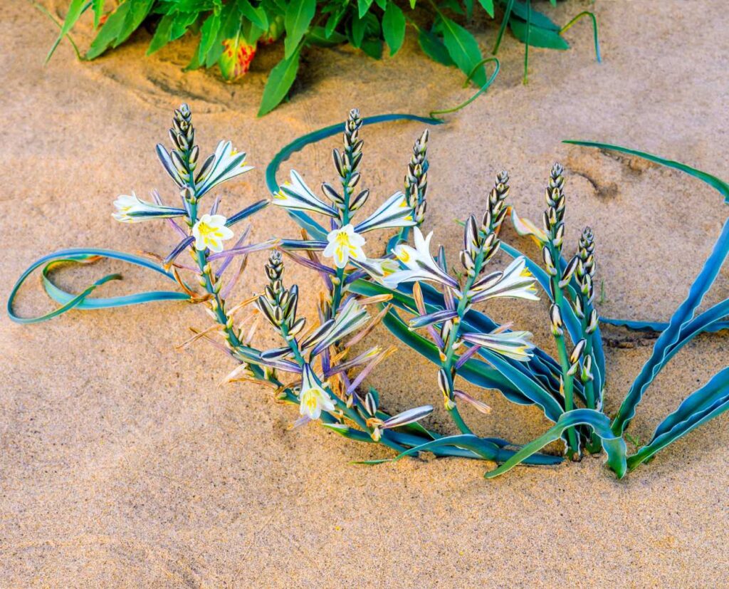 Desert lily plant growing in the sand.