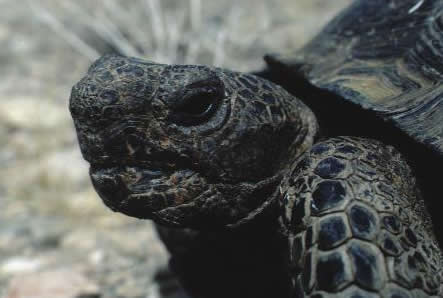 Desert tortoise FWS photo