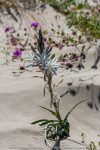Desert Lily