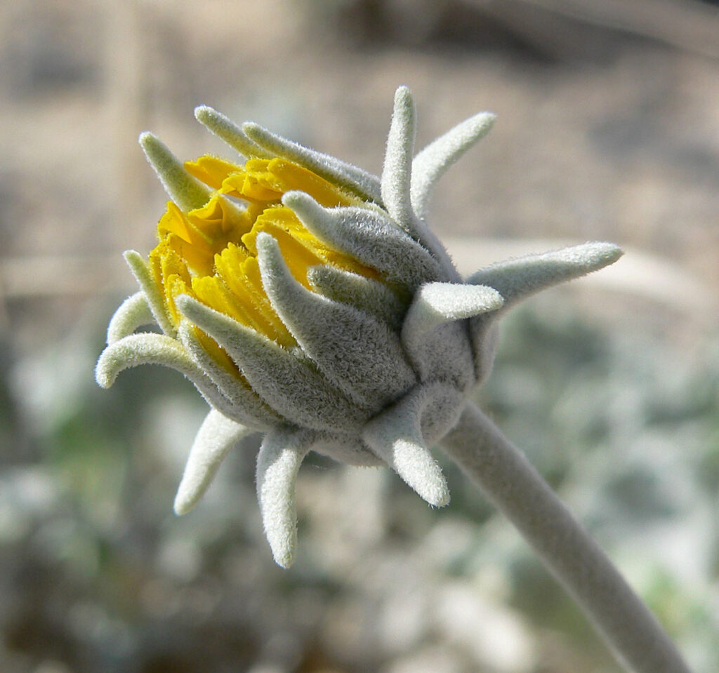 Ash Meadows sunray. By Stan Shebs, CC BY-SA 3.0