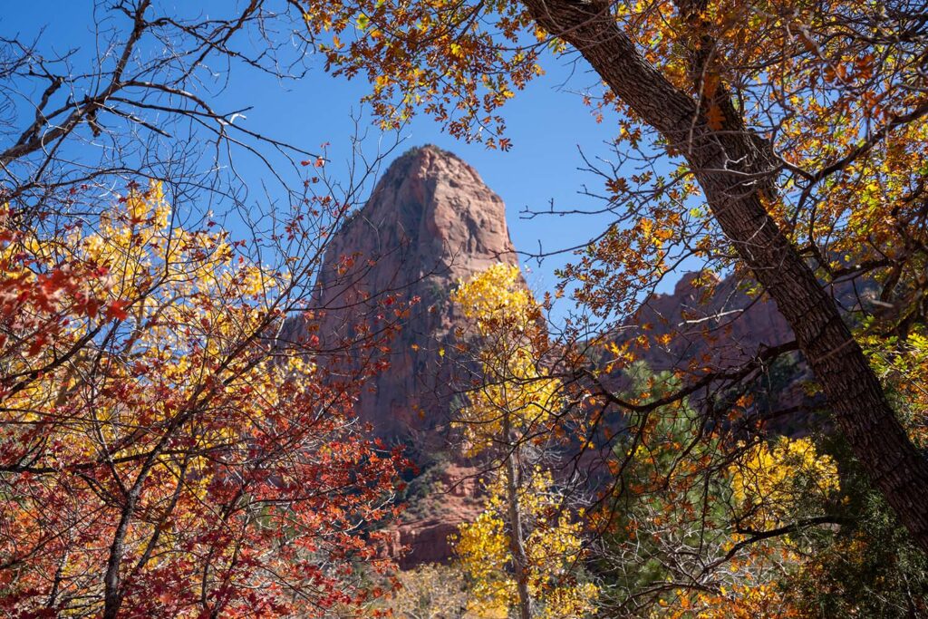 Fall colors on display in Zion National Park. NPS / Ally O'Rullian