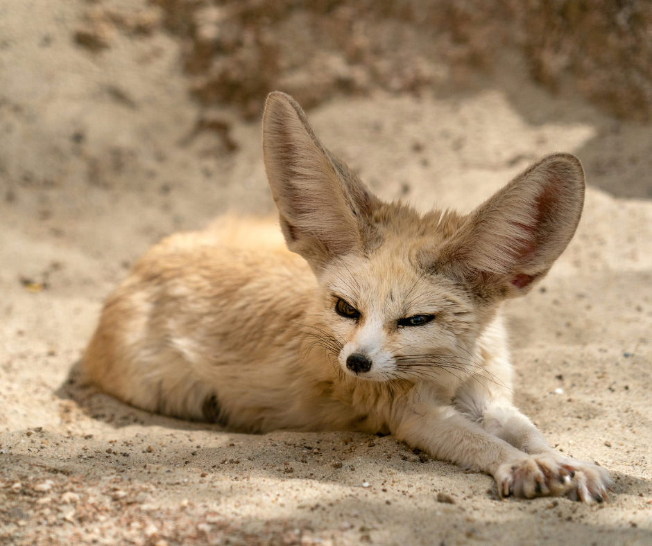 sahara desert animals and plants