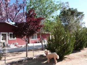 Flowering Plum and Spartan Juniper_10_2