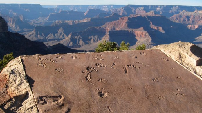 Grand Canyon NP Celebrates Natl Fossil Day - DesertUSA