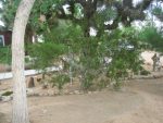 10 Year Old Transplanted Creosote in my Yard