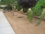 Planted Creosotes in my Yard