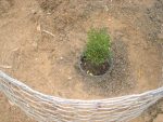 Newly Planted Creosote Still in the Container