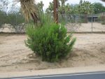 A Lone Watered Creosote