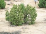 Wild Juniper & Joshua Tree Just for the Heck of It