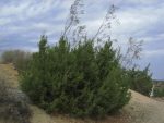 Wild Creosote Growing with a Juniper