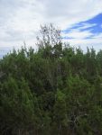 Wild Creosote Growing with a Juniper