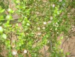 Seed Pods
