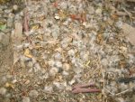 Seed Pods on the Ground