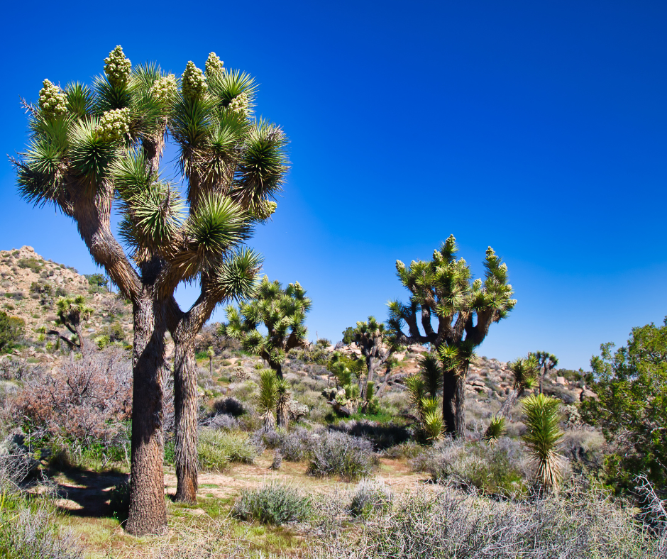 Joshua Trees Book At Douglas Nunez Blog Joshua Trees Book At Douglas Nunez Blog