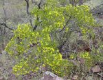 Blooming Creosote