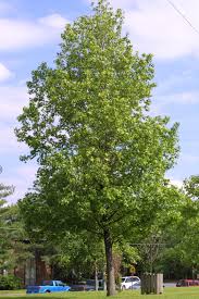 Liquidambar