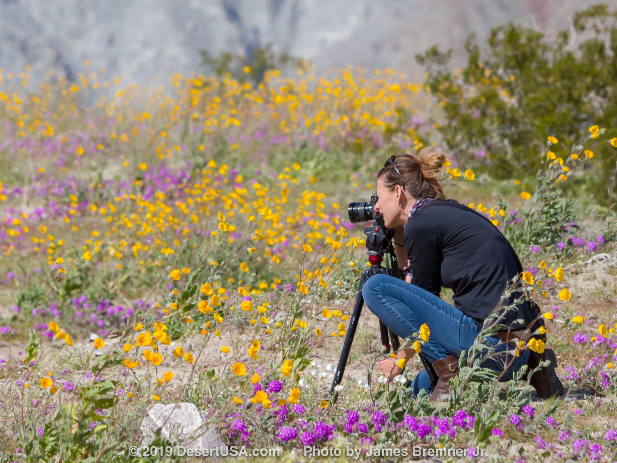 Can’t Find the Desert Wildflowers? Current Wildflower Reports and Maps