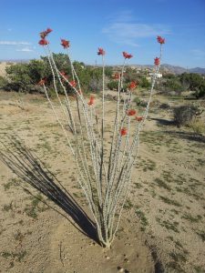 Ocotillo