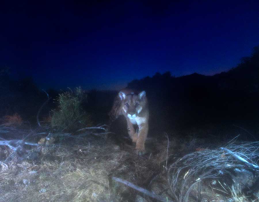 Trail cameras captured P-63, one of the mountain lions studied during the Covid-19 shutdown, walking in the fog. National Park Service