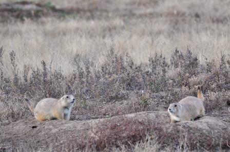Prairie Dogs scanning the horizon S. Carter/NPS