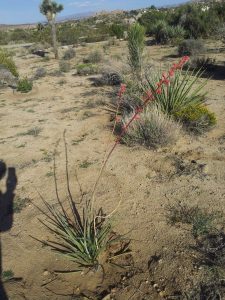 Red Yucca