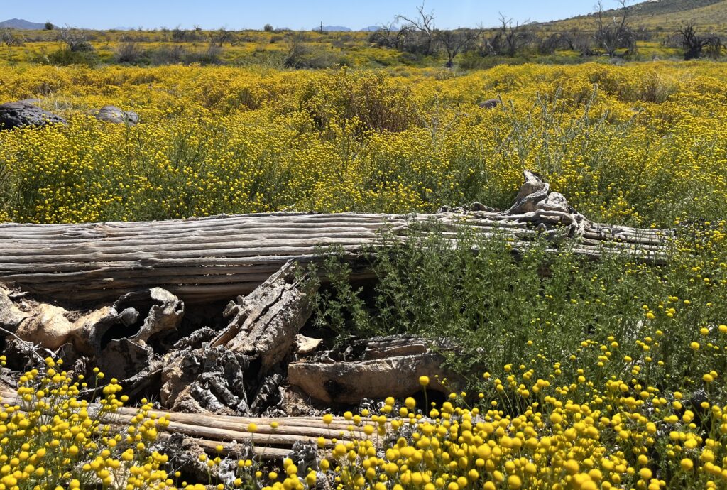 Invasive Stinknet at Saguaro National Park