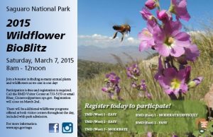 Wildflower-Mini-Bioblitz-FLyer