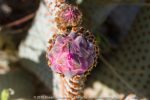Close-up of beavertail cactus flower bud.
