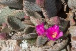 Beavertail Cactus Blooms.