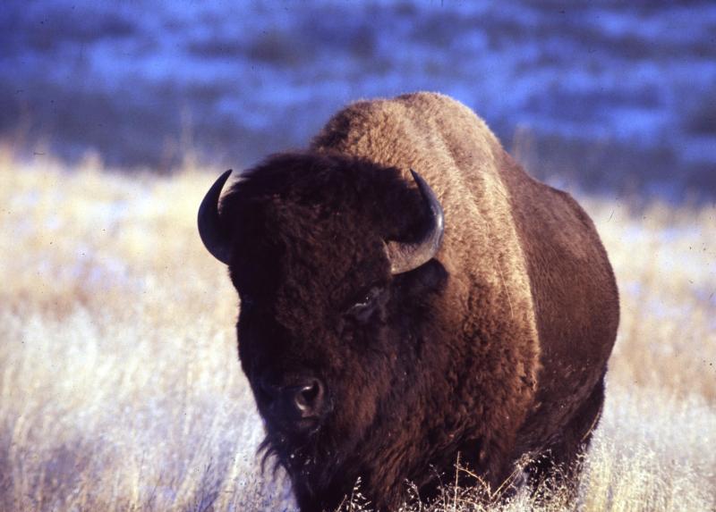 Bison Bull (NPS photo)