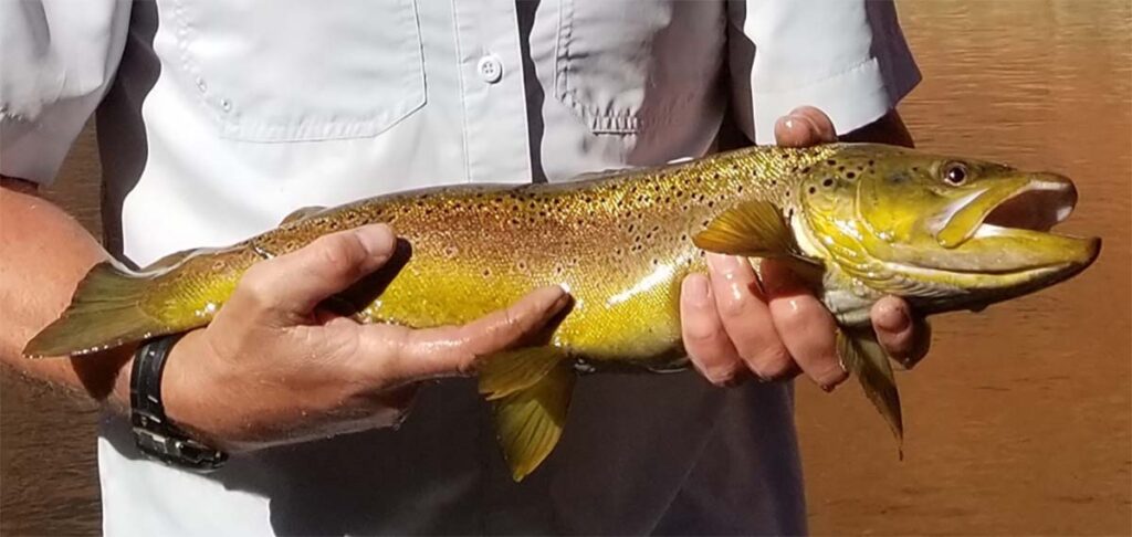 brown trout Glen Canyon National Recreation Area