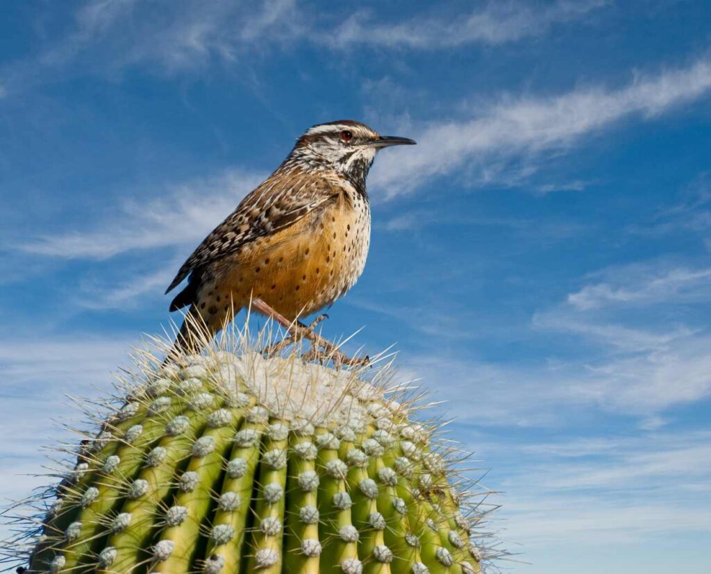 cactus wren