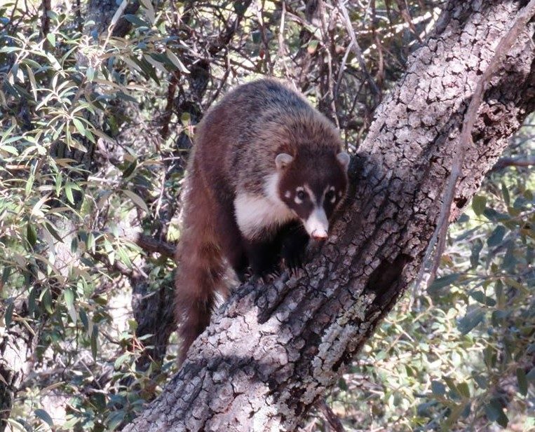 Coatimundi
