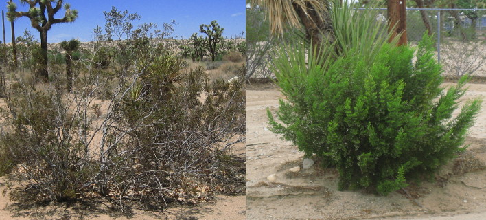 Wild & Watered Creosotes