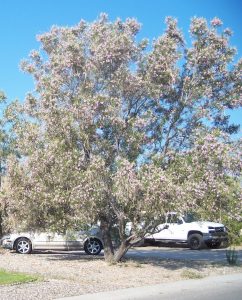 desert willow 2