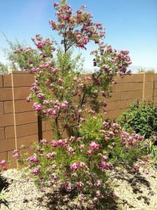 desert willow