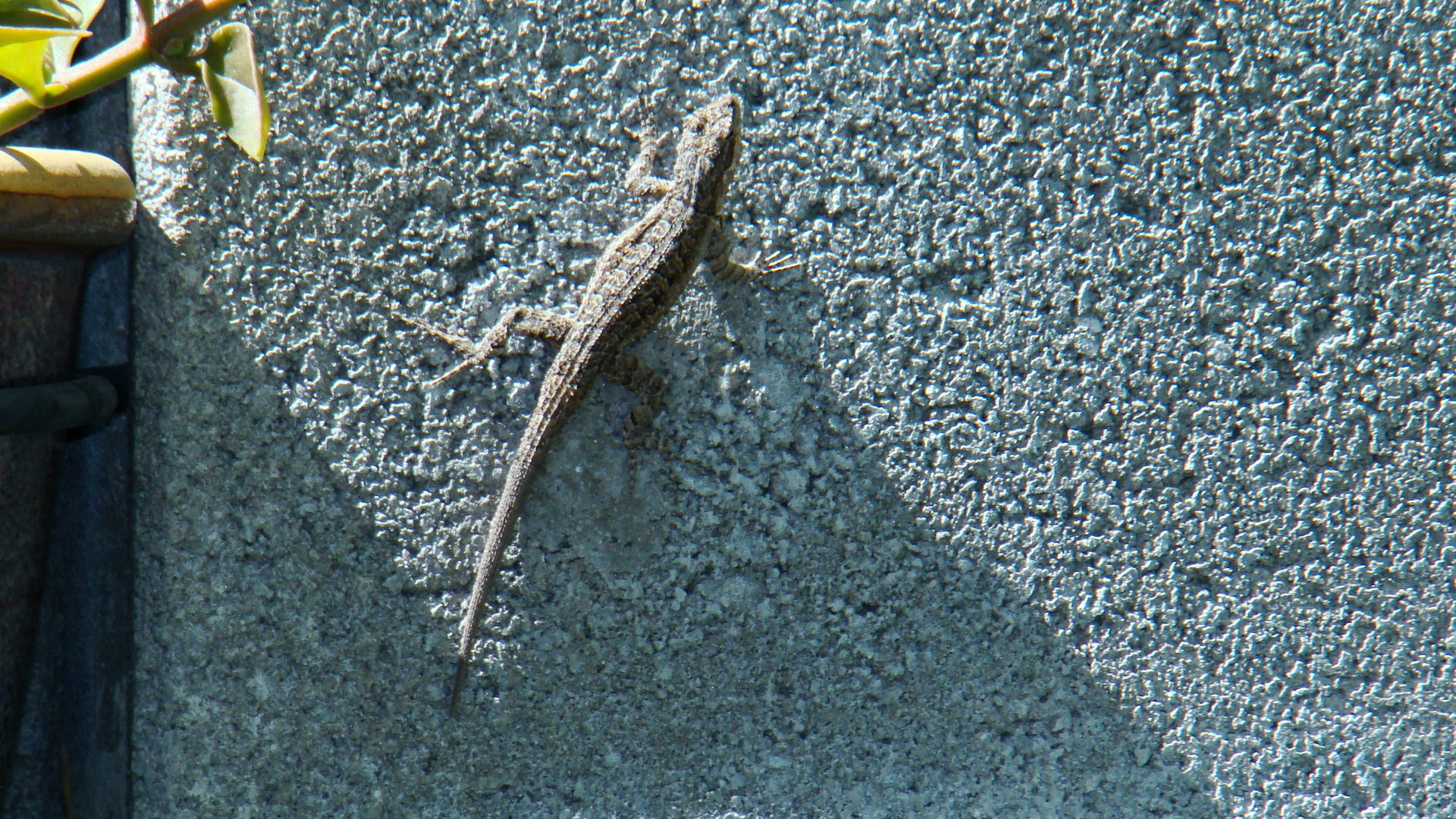 Looking for Lizards DesertUSA Stories & News