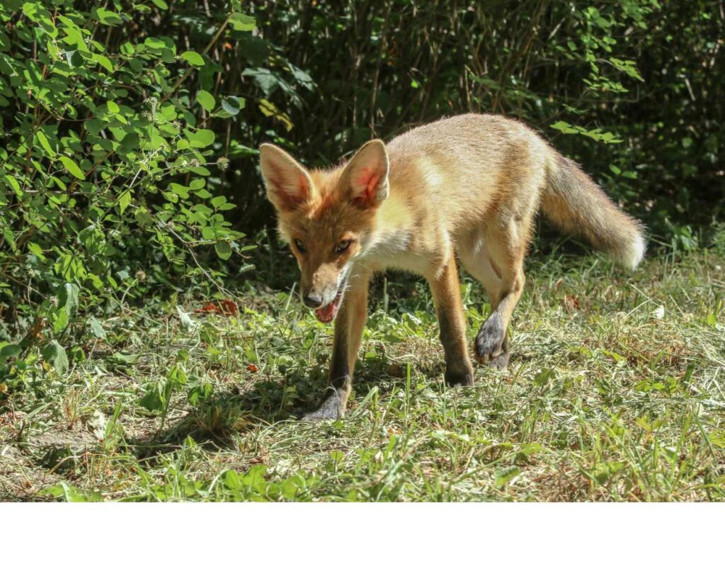 fox