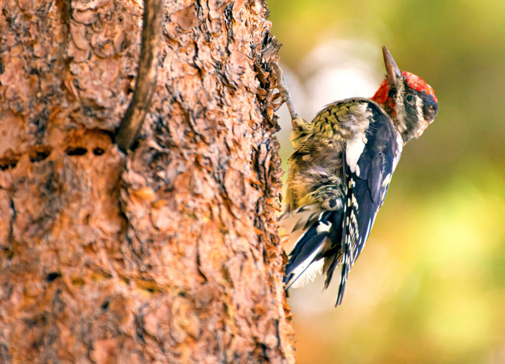 A yellow-bellied sapsucker climbs the trunk of a ponderosa pine.
NPS/Patrick Myers