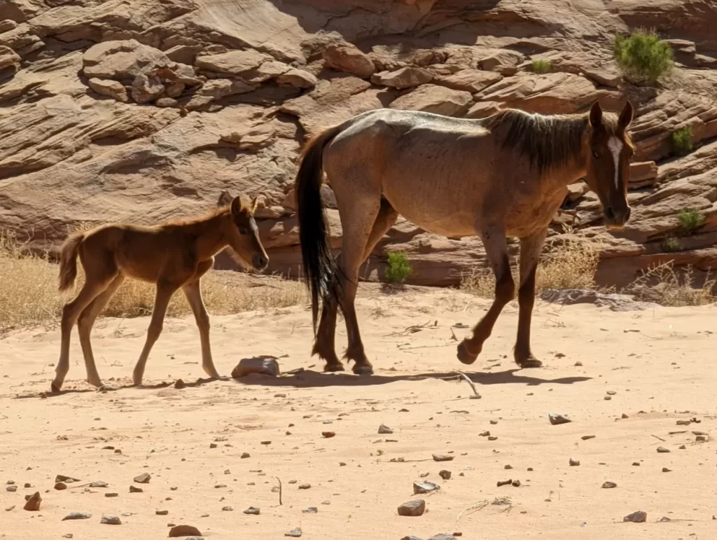 The rescued feral mare and her foal; photo taken while they were stranded in Navajo Canyon, near Lake Powell. Remember to never approach wildlife. NPS Photo. NPS