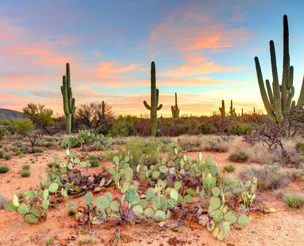 Different types of cactus in the desert biome