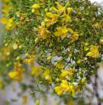 Close-Up of the Bloom