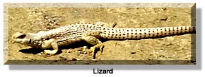 lizard