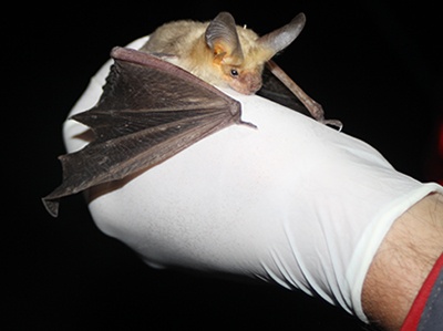A specially trained Glen Canyon National Recreation Area employee handles a healthy Pallid Bat. Pallid bats are one of a dozen species of bats in the Glen Canyon National Recreation Area that pollinate flowers and eat pesky insects. NPS Photo