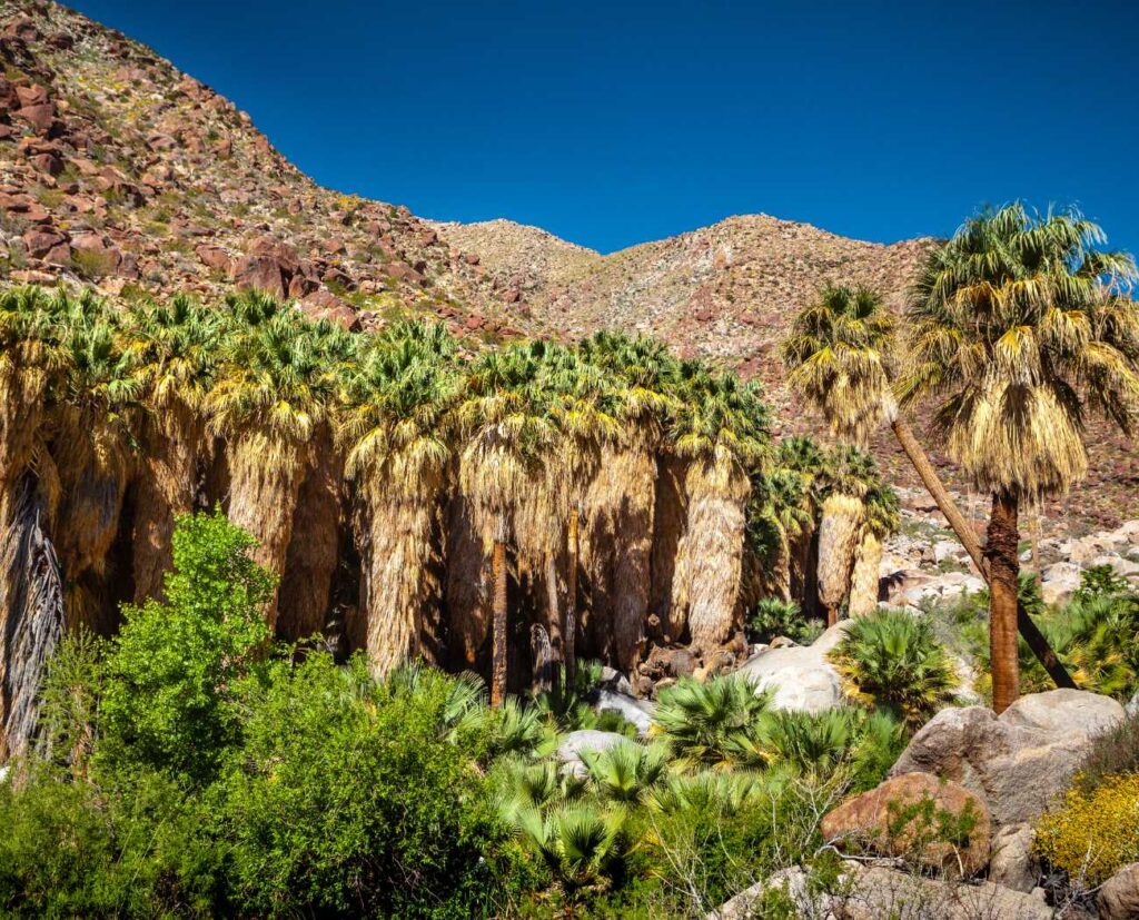 Palm Canyon Oasis in Anza-Borrego Desert State Park