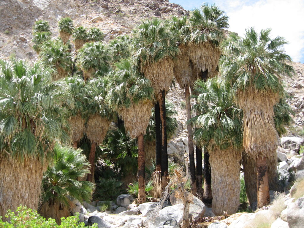 Fortynine Palms Trail