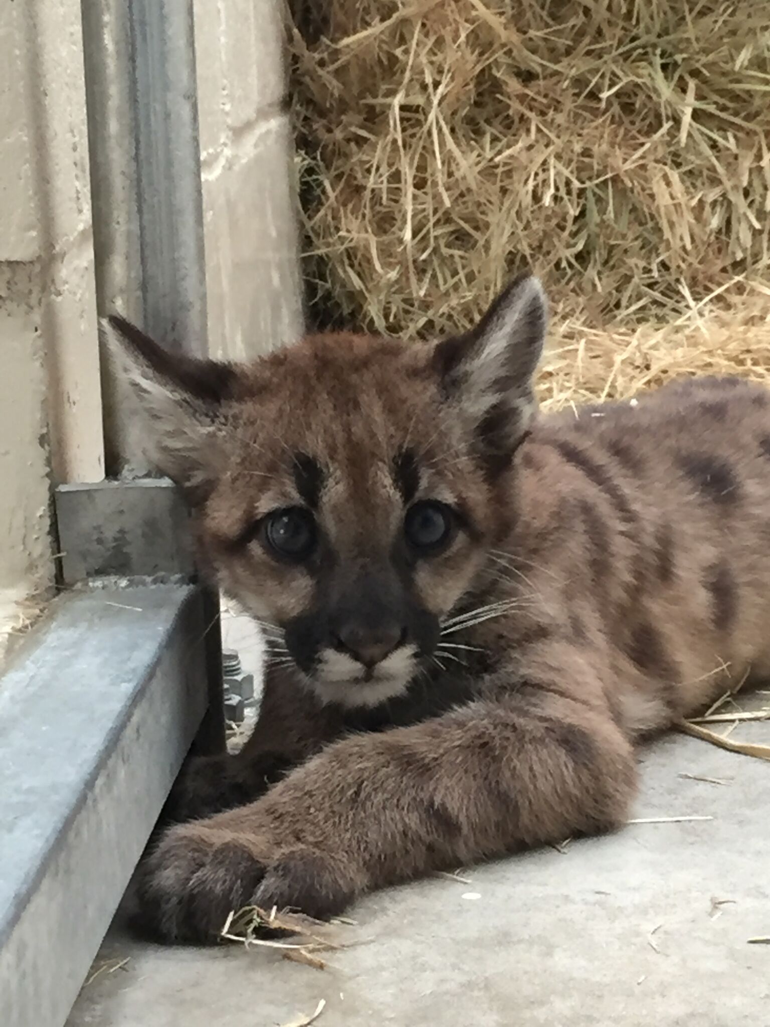 Two Newly Orphaned Mountain Lion Cubs Receiving TLC at Oakland Zoo